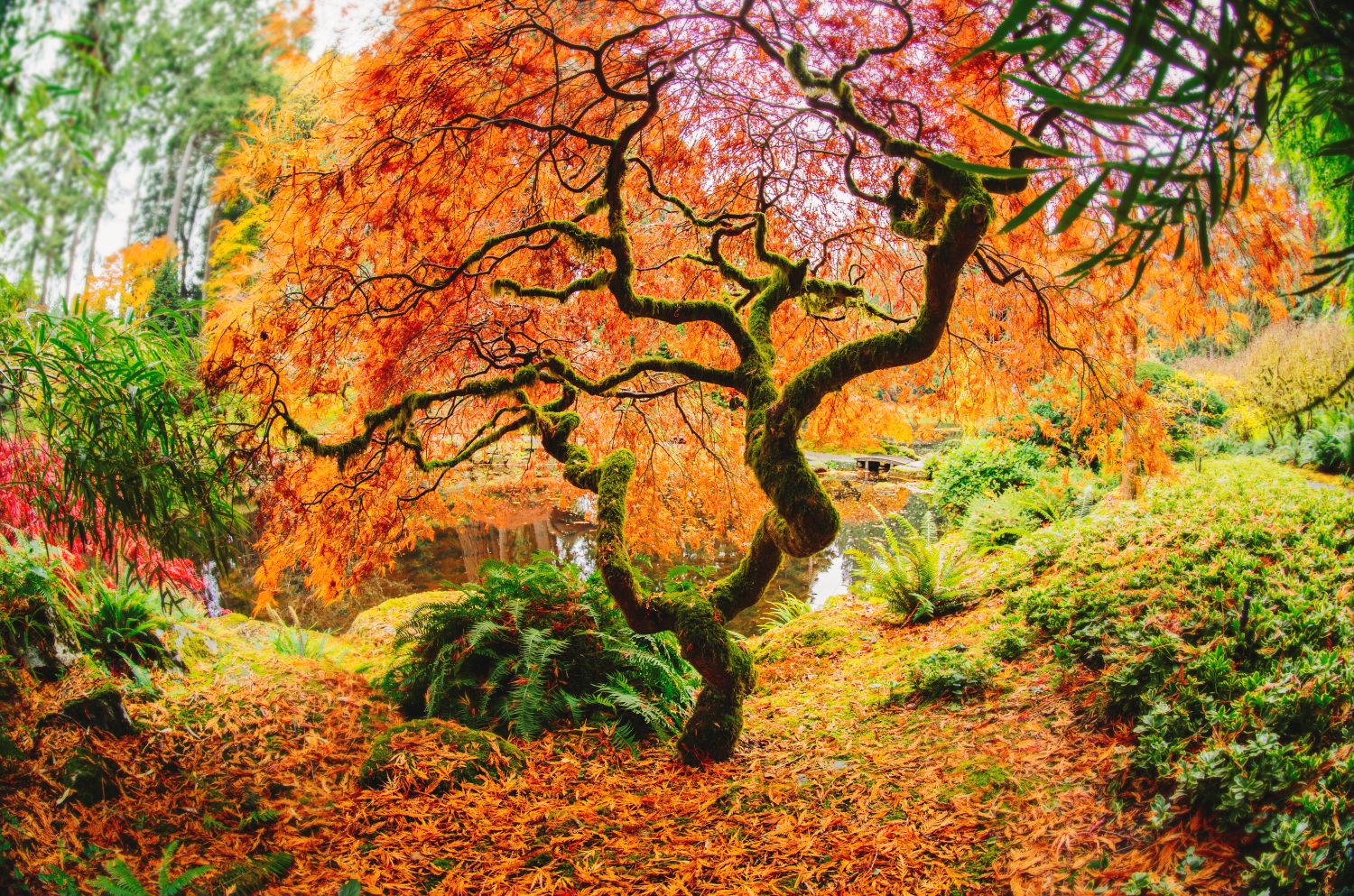 Maple tree