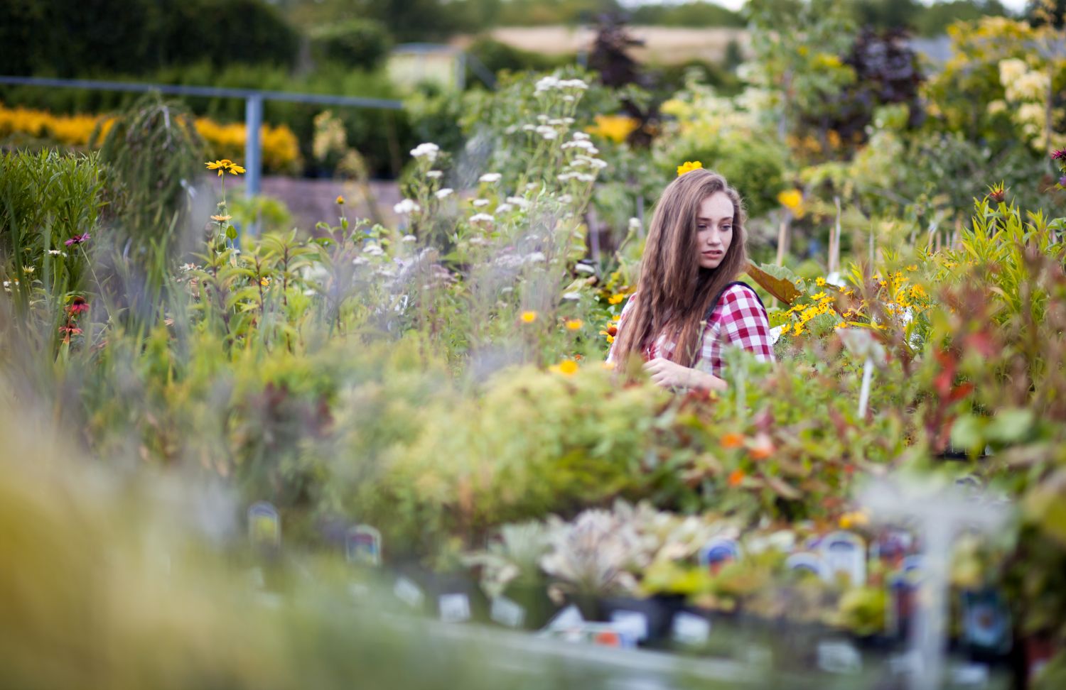 Selecting Flowering Plants for the Garden