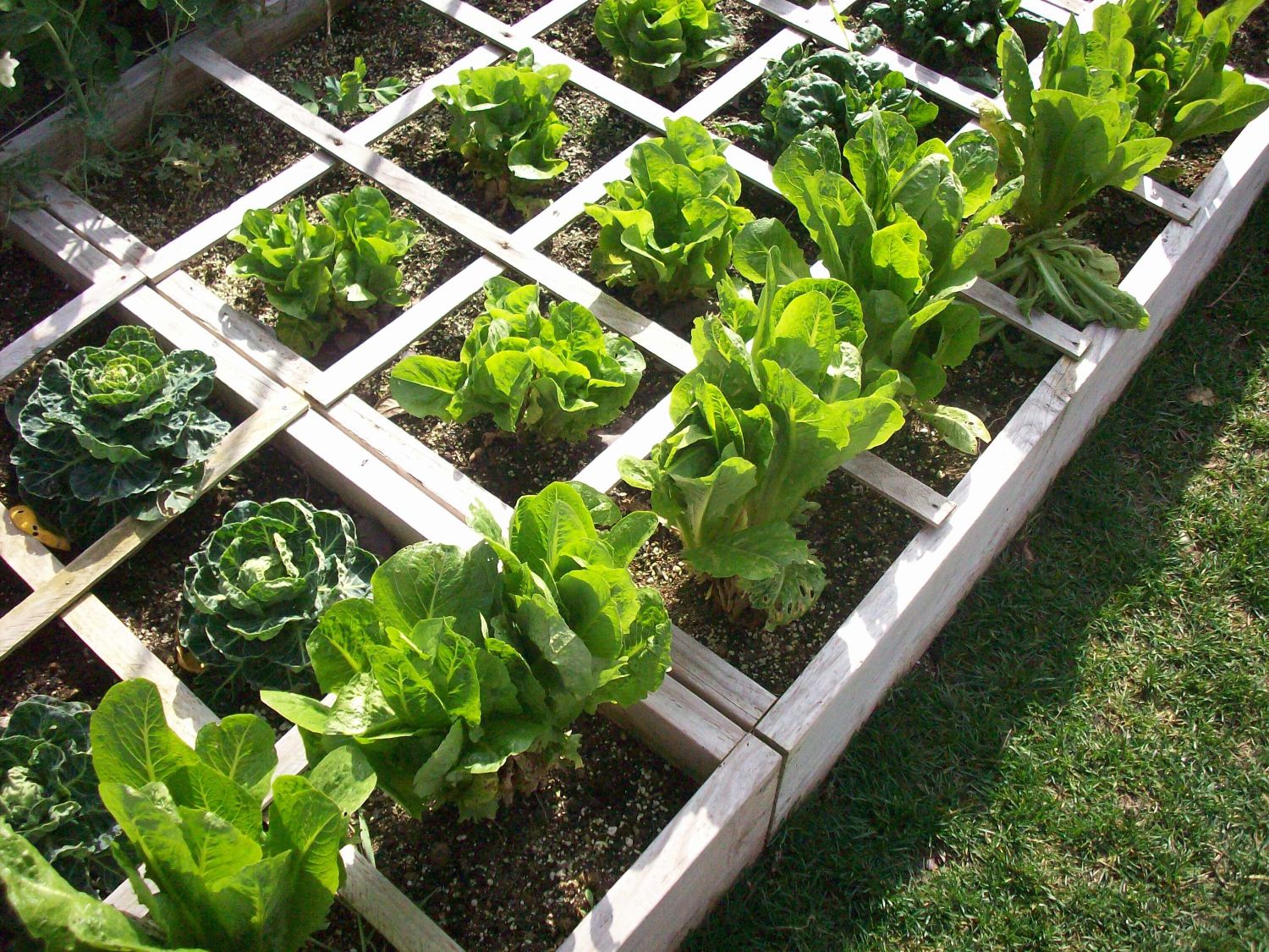 Vegetable garden